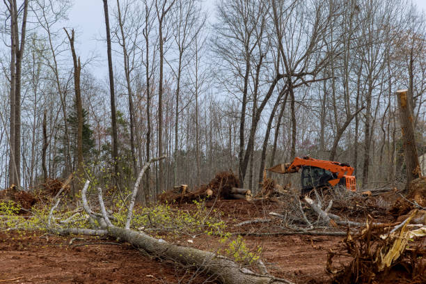 Best Arborist Consultation Services  in Eagle Crest, OR